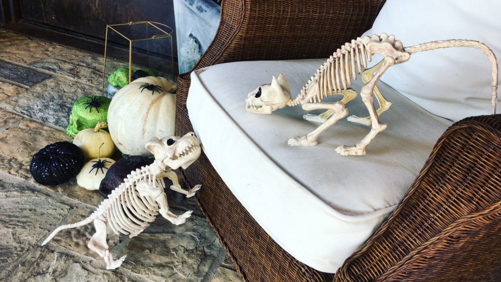 Cat and dog skeletons, pumpkins, spiders and skulls